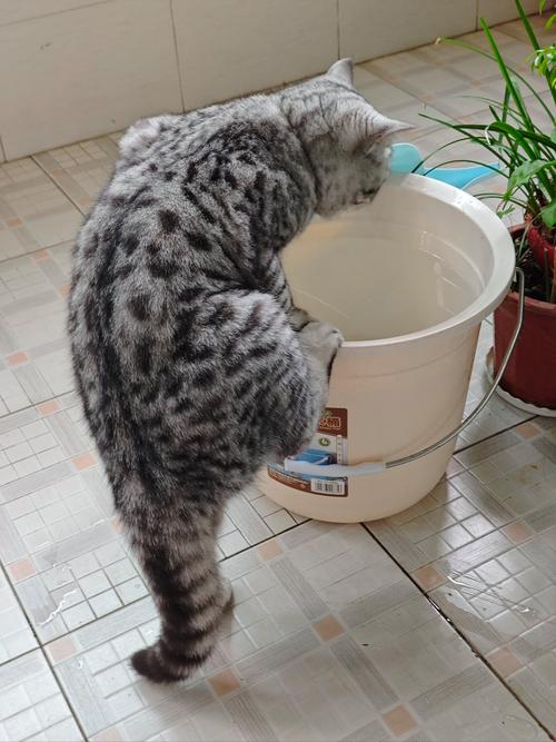 小猫咪喝什么水,小猫咪喝什么水不长寄生虫?-第4张图片-后鲨宠物 小猫咪喝什么水,小猫咪喝什么水不长寄生虫?-第4张图片-后鲨宠物