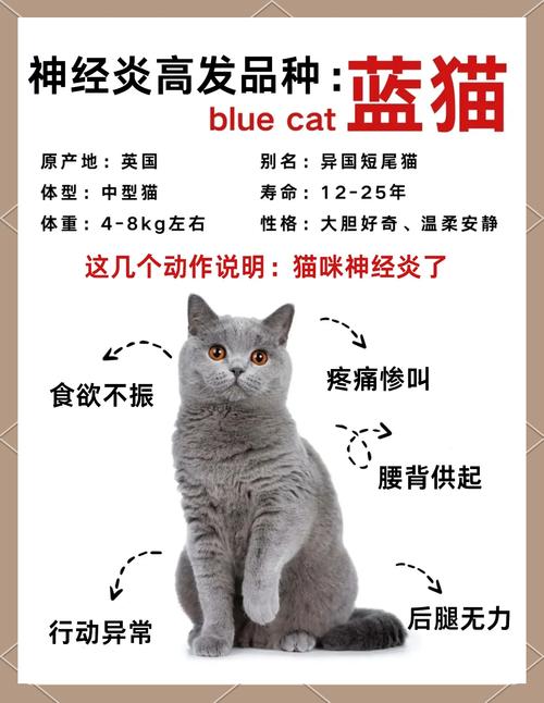猫咪神经受损吃什么药,猫咪神经受损吃什么药管用?-第6张图片-后鲨宠物 猫咪神经受损吃什么药,猫咪神经受损吃什么药管用?-第6张图片-后鲨宠物