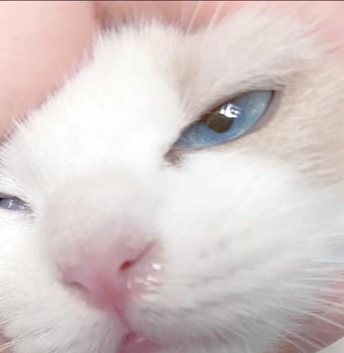 猫咪睡觉打喷嚏,猫睡觉一直打喷嚏?-第5张图片-后鲨宠物 猫咪睡觉打喷嚏,猫睡觉一直打喷嚏?-第5张图片-后鲨宠物