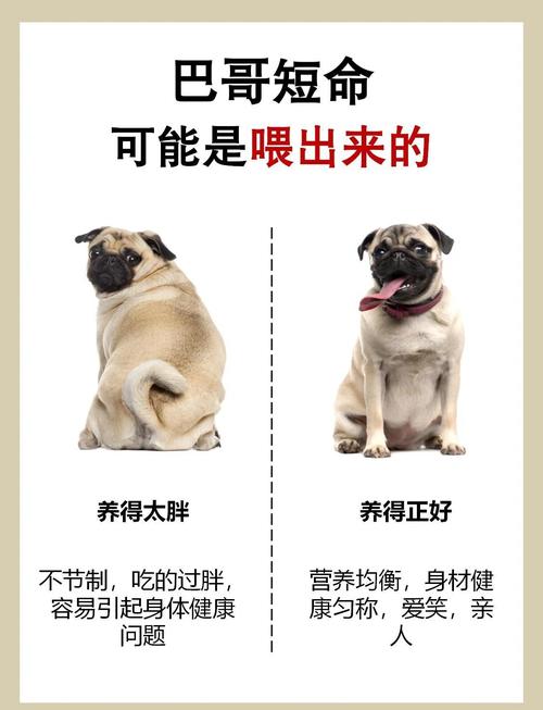 狗狗能吃鱼干吗,狗狗可以吃鱼肉干吗-第2张图片-后鲨宠物 狗狗能吃鱼干吗,狗狗可以吃鱼肉干吗-第2张图片-后鲨宠物