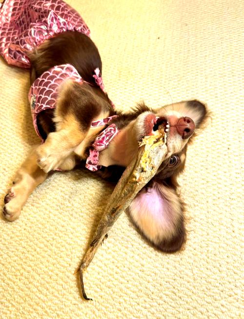 狗狗能吃鱼干吗,狗狗可以吃鱼肉干吗-第5张图片-后鲨宠物 狗狗能吃鱼干吗,狗狗可以吃鱼肉干吗-第5张图片-后鲨宠物