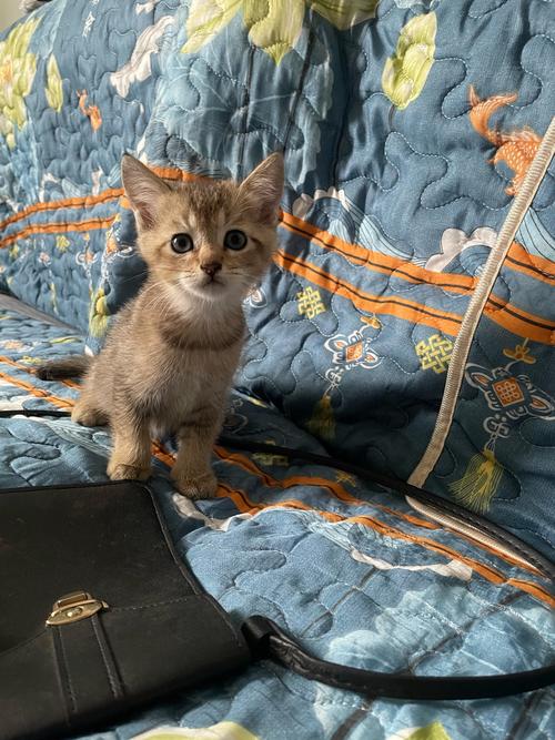 猫猫可以吹空调吗,猫可以吹空调热风吗-第1张图片-后鲨宠物 猫猫可以吹空调吗,猫可以吹空调热风吗-第1张图片-后鲨宠物