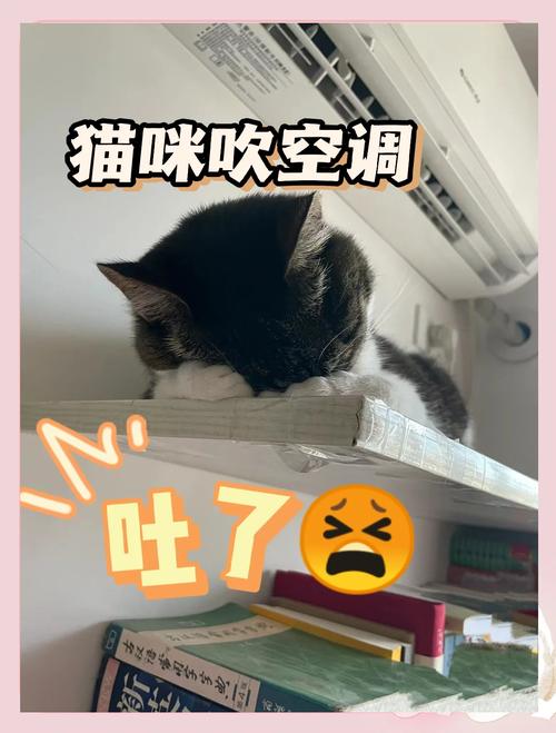 猫猫可以吹空调吗,猫可以吹空调热风吗-第5张图片-后鲨宠物 猫猫可以吹空调吗,猫可以吹空调热风吗-第5张图片-后鲨宠物