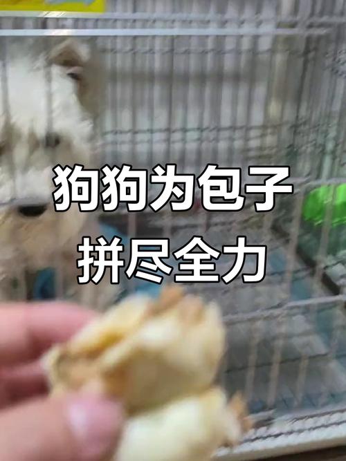 狗狗能吃包子吗,狗狗能吃包子馅吗?-第2张图片-后鲨宠物 狗狗能吃包子吗,狗狗能吃包子馅吗?-第2张图片-后鲨宠物