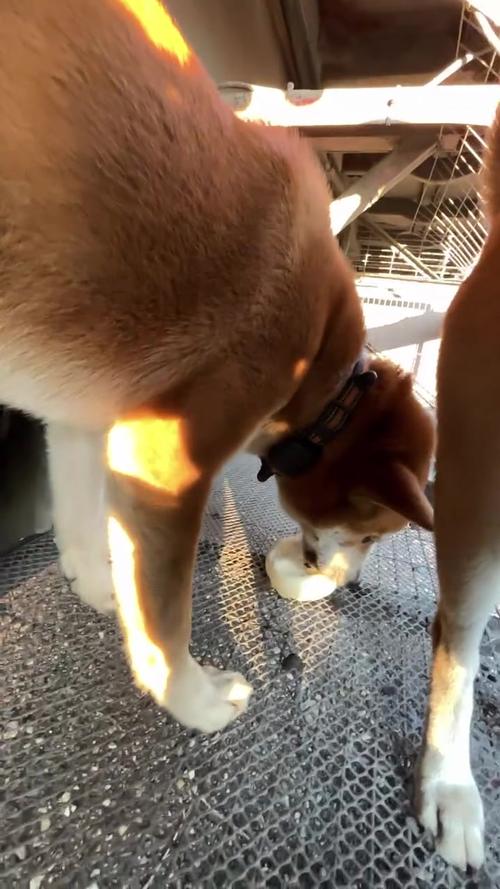 狗狗能吃包子吗,狗狗能吃包子馅吗?-第3张图片-后鲨宠物 狗狗能吃包子吗,狗狗能吃包子馅吗?-第3张图片-后鲨宠物