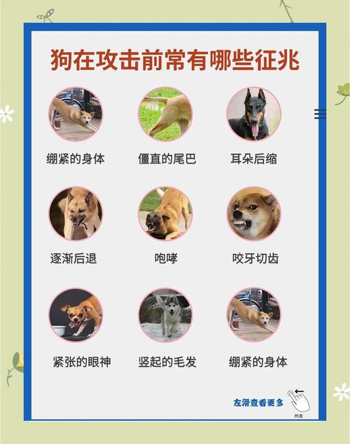 狗狗多大不乱咬东西_狗狗最难养的几个月-第1张图片-后鲨宠物