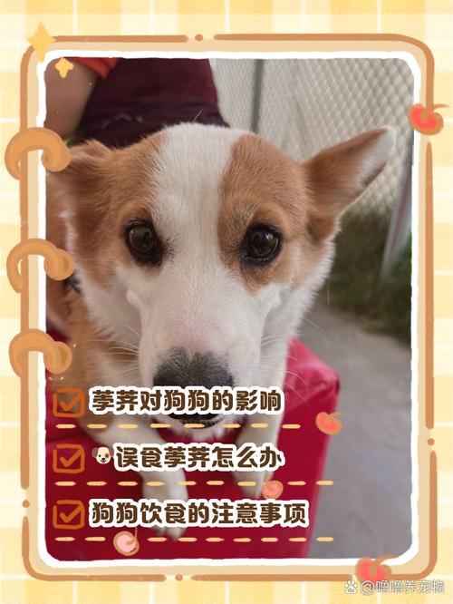 狗狗能吃荸荠吗_狗狗能吃荸荠吗?-第1张图片-后鲨宠物 狗狗能吃荸荠吗_狗狗能吃荸荠吗?-第1张图片-后鲨宠物