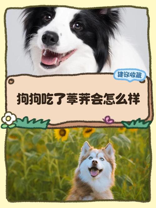 狗狗能吃荸荠吗_狗狗能吃荸荠吗?-第3张图片-后鲨宠物 狗狗能吃荸荠吗_狗狗能吃荸荠吗?-第3张图片-后鲨宠物