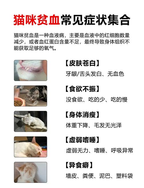 猫咪为什么会贫血,猫咪为什么贫血越来越厉害?-第1张图片-后鲨宠物 猫咪为什么会贫血,猫咪为什么贫血越来越厉害?-第1张图片-后鲨宠物