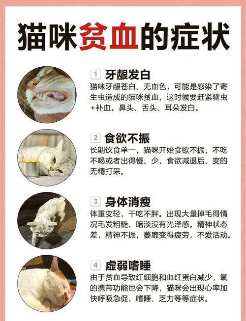 猫咪为什么会贫血,猫咪为什么贫血越来越厉害?-第3张图片-后鲨宠物 猫咪为什么会贫血,猫咪为什么贫血越来越厉害?-第3张图片-后鲨宠物