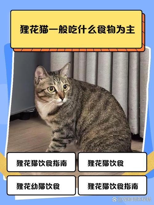 猫猫能吃酸奶吗,猫猫能吃酸奶吗 Ad钙-第2张图片-后鲨宠物 猫猫能吃酸奶吗,猫猫能吃酸奶吗 Ad钙-第2张图片-后鲨宠物
