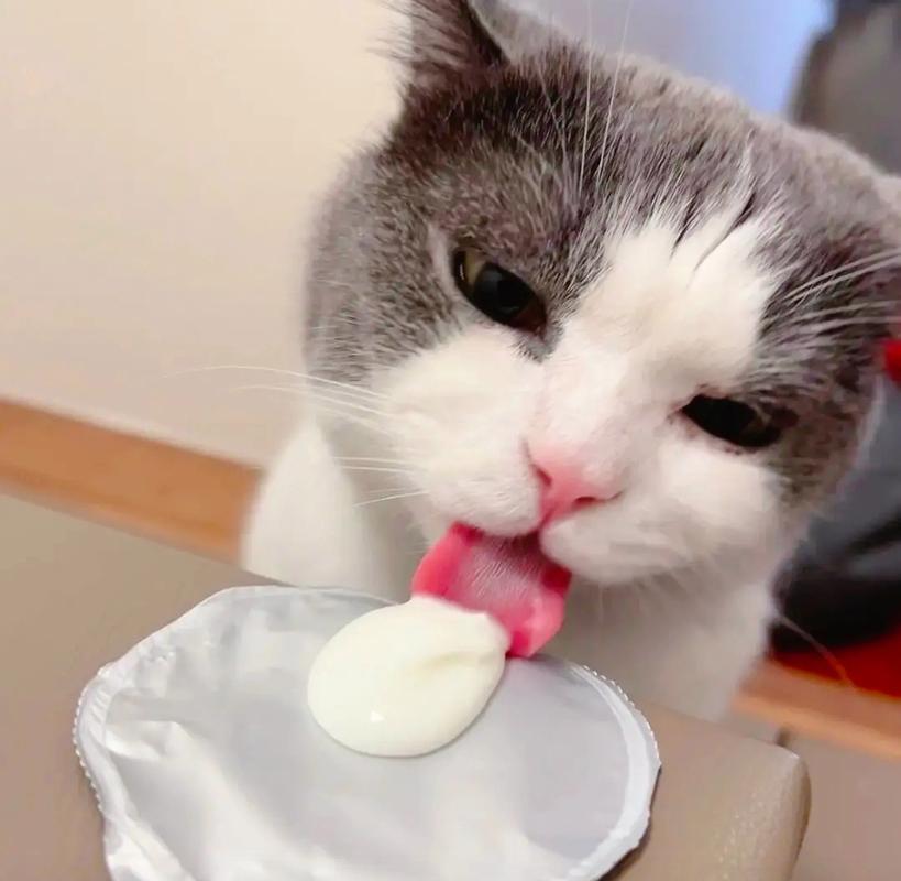 猫猫能吃酸奶吗,猫猫能吃酸奶吗 Ad钙-第6张图片-后鲨宠物 猫猫能吃酸奶吗,猫猫能吃酸奶吗 Ad钙-第6张图片-后鲨宠物