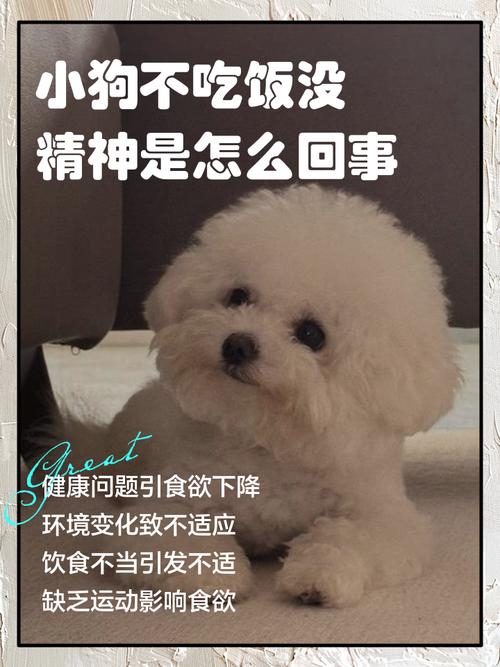 狗狗不爱吃饭怎么回事_狗不爱吃食怎么回事-第2张图片-后鲨宠物 狗狗不爱吃饭怎么回事_狗不爱吃食怎么回事-第2张图片-后鲨宠物