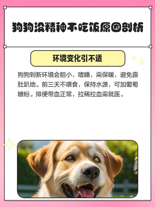 狗狗不爱吃饭怎么回事_狗不爱吃食怎么回事-第4张图片-后鲨宠物 狗狗不爱吃饭怎么回事_狗不爱吃食怎么回事-第4张图片-后鲨宠物