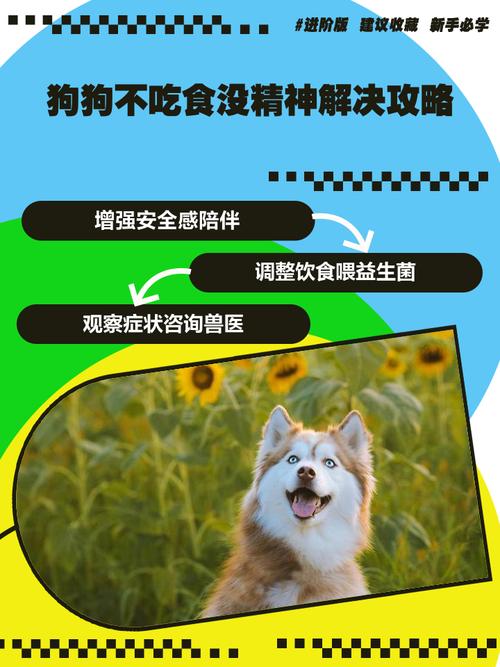 狗狗不爱吃饭怎么回事_狗不爱吃食怎么回事-第5张图片-后鲨宠物 狗狗不爱吃饭怎么回事_狗不爱吃食怎么回事-第5张图片-后鲨宠物
