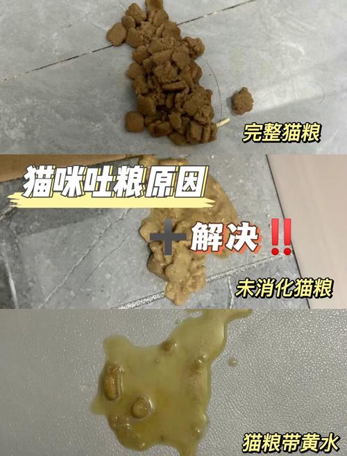猫咪吐没消化的猫粮_猫咪吐没消化的猫粮和白沫-第4张图片-后鲨宠物 猫咪吐没消化的猫粮_猫咪吐没消化的猫粮和白沫-第4张图片-后鲨宠物