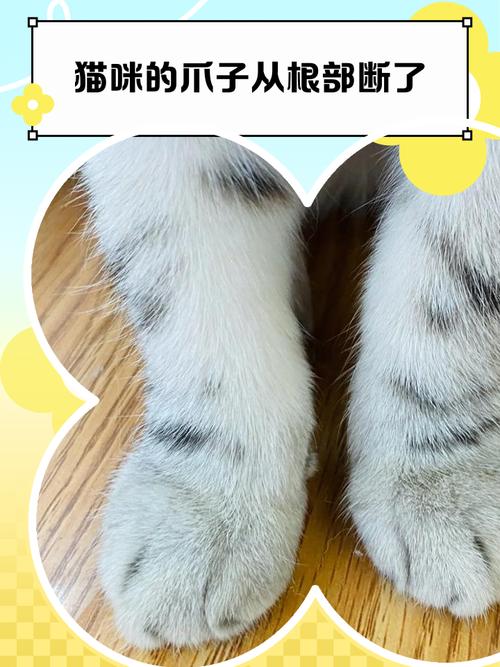 猫咪骨折外固定有用吗,猫咪骨折外固定多久能好?-第1张图片-后鲨宠物 猫咪骨折外固定有用吗,猫咪骨折外固定多久能好?-第1张图片-后鲨宠物