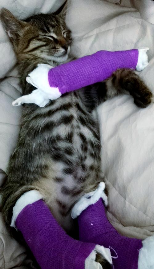 猫咪骨折外固定有用吗,猫咪骨折外固定多久能好?-第4张图片-后鲨宠物 猫咪骨折外固定有用吗,猫咪骨折外固定多久能好?-第4张图片-后鲨宠物