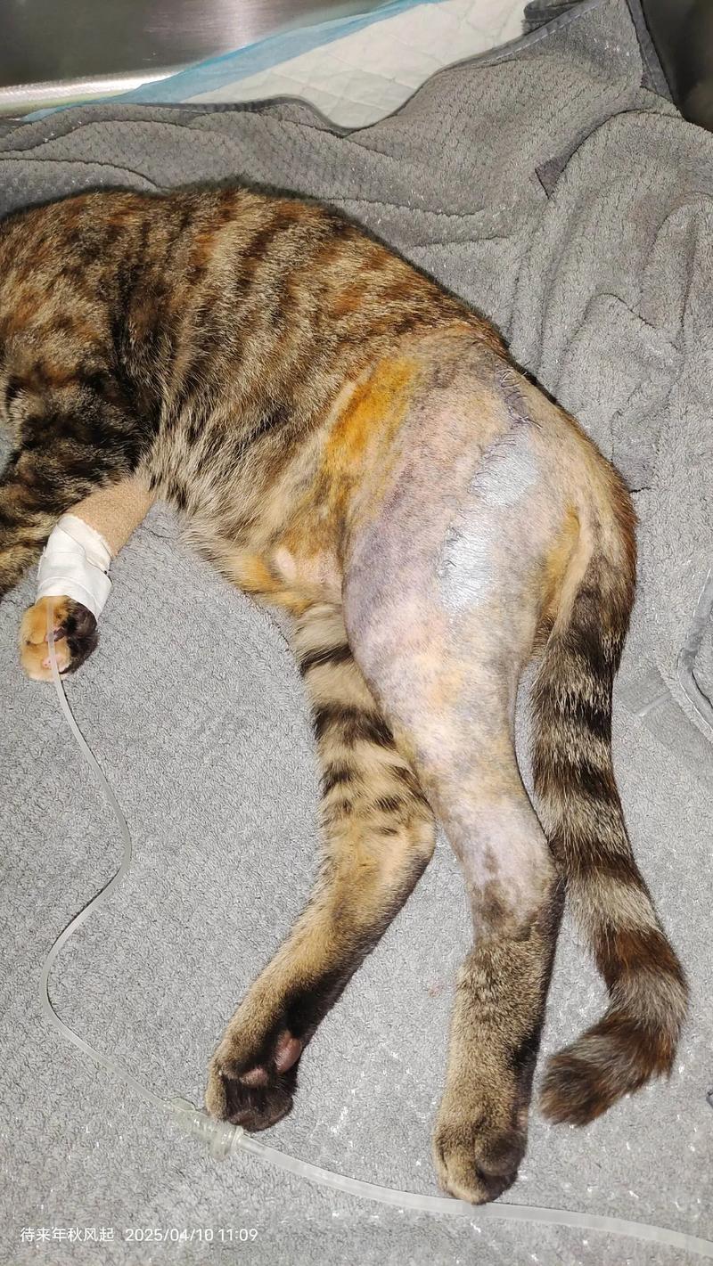 猫咪骨折外固定有用吗,猫咪骨折外固定多久能好?-第5张图片-后鲨宠物 猫咪骨折外固定有用吗,猫咪骨折外固定多久能好?-第5张图片-后鲨宠物