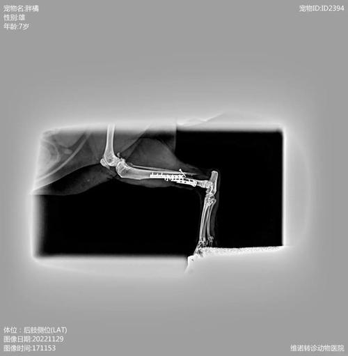 猫咪骨折外固定有用吗,猫咪骨折外固定多久能好?-第6张图片-后鲨宠物 猫咪骨折外固定有用吗,猫咪骨折外固定多久能好?-第6张图片-后鲨宠物