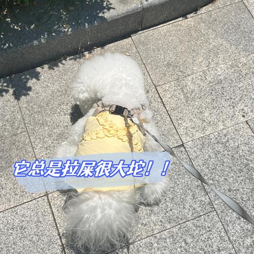 狗狗拉屎很臭怎么办,狗狗拉屎很臭怎么办??-第2张图片-后鲨宠物 狗狗拉屎很臭怎么办,狗狗拉屎很臭怎么办??-第2张图片-后鲨宠物