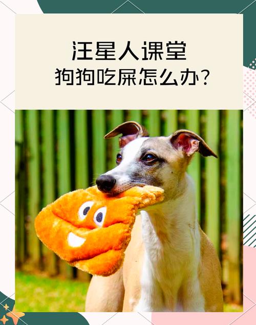 狗狗拉屎很臭怎么办,狗狗拉屎很臭怎么办??-第5张图片-后鲨宠物 狗狗拉屎很臭怎么办,狗狗拉屎很臭怎么办??-第5张图片-后鲨宠物