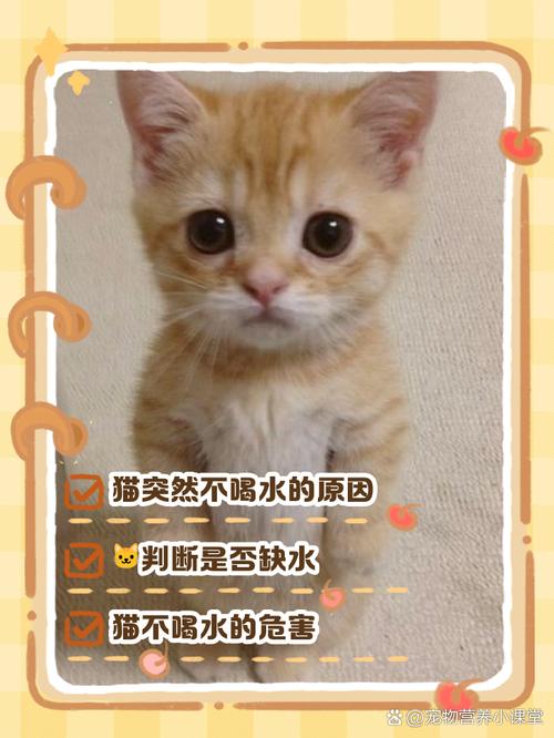  猫咪只喝水不吃东西，猫咪只喝水不吃东西肚子鼓鼓的