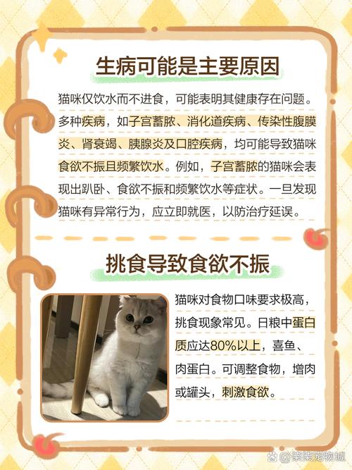  猫咪只喝水不吃东西，猫咪只喝水不吃东西肚子鼓鼓的-第3张图片-后鲨宠物