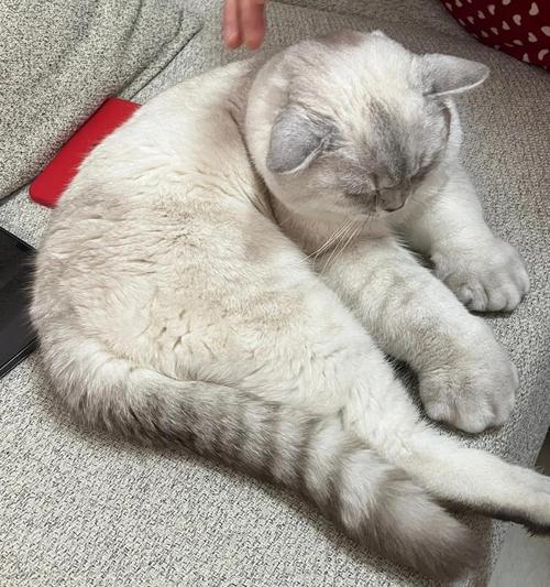 猫咪吃三金片用量_给猫咪吃三金片一次吃多少-第1张图片-后鲨宠物