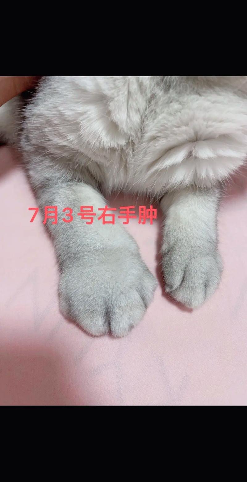 猫咪吃三金片用量_给猫咪吃三金片一次吃多少-第2张图片-后鲨宠物