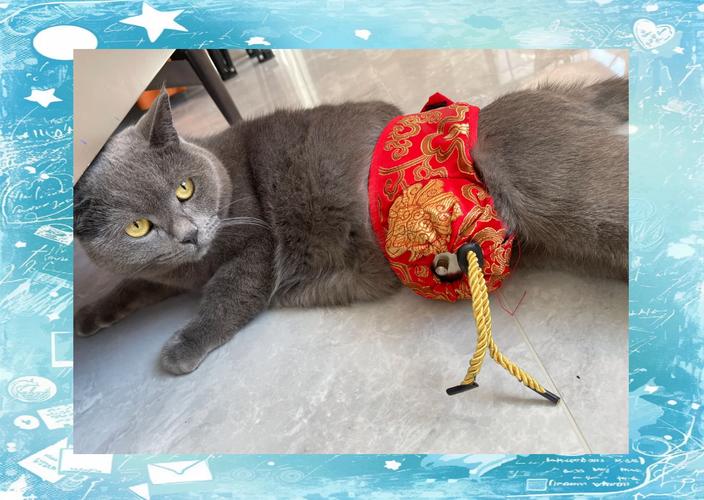 猫咪吃三金片用量_给猫咪吃三金片一次吃多少-第4张图片-后鲨宠物