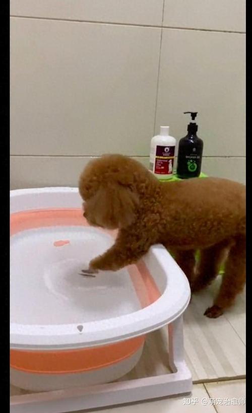  2个月的狗狗能洗澡吗，两个月大的狗狗可以洗澡了吗-第1张图片-后鲨宠物