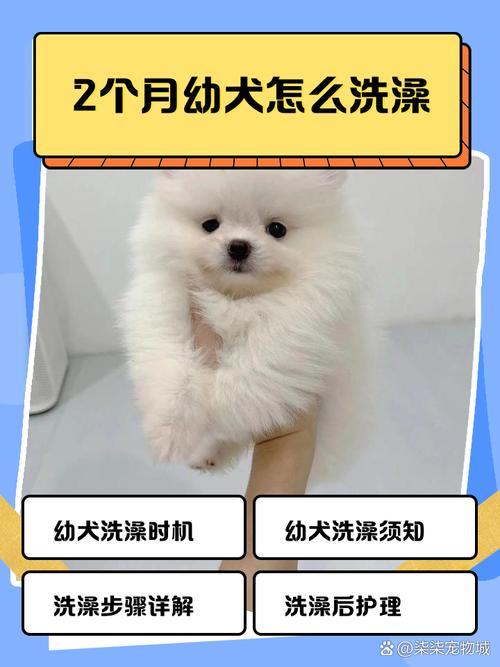  2个月的狗狗能洗澡吗，两个月大的狗狗可以洗澡了吗-第3张图片-后鲨宠物
