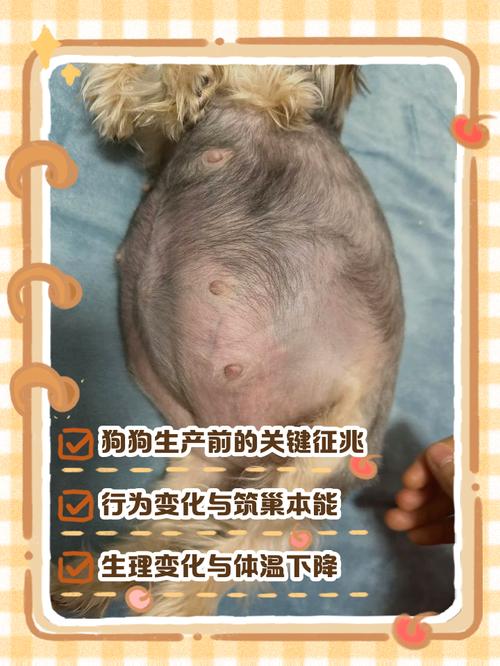 狗狗临产前的表现,母狗快要生的征兆?-第3张图片-后鲨宠物 狗狗临产前的表现,母狗快要生的征兆?-第3张图片-后鲨宠物