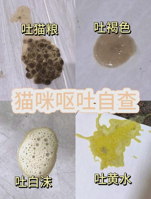 猫咪不吃不喝吐黄水,猫咪不吃不喝吐黄水怎么回事?-第1张图片-后鲨宠物 猫咪不吃不喝吐黄水,猫咪不吃不喝吐黄水怎么回事?-第1张图片-后鲨宠物