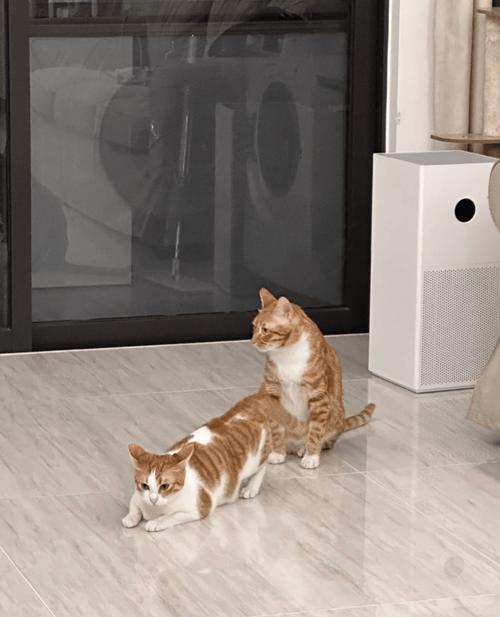 猫咪多久发情一次,猫猫多久发情期?-第1张图片-后鲨宠物 猫咪多久发情一次,猫猫多久发情期?-第1张图片-后鲨宠物