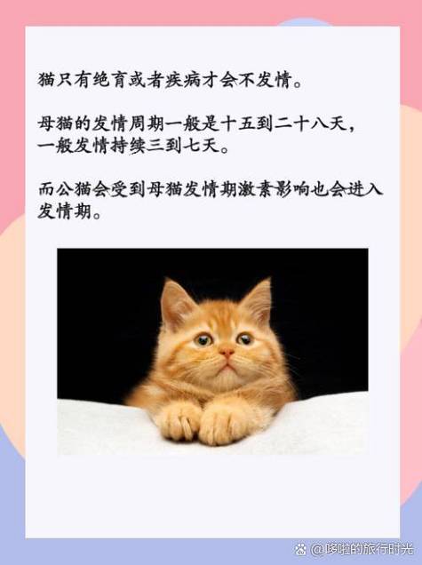 猫咪多久发情一次,猫猫多久发情期?-第4张图片-后鲨宠物 猫咪多久发情一次,猫猫多久发情期?-第4张图片-后鲨宠物