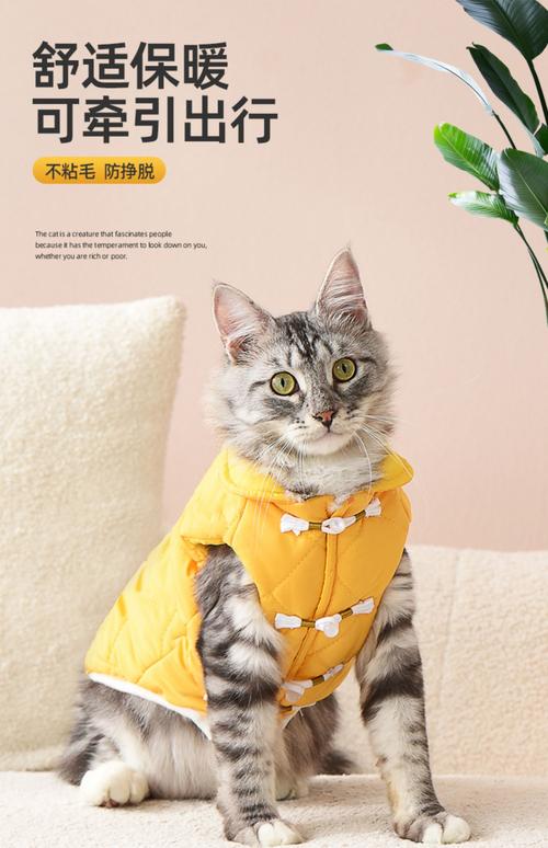 猫咪用穿衣服吗，猫咪用穿衣服吗冬天？-第1张图片-后鲨宠物