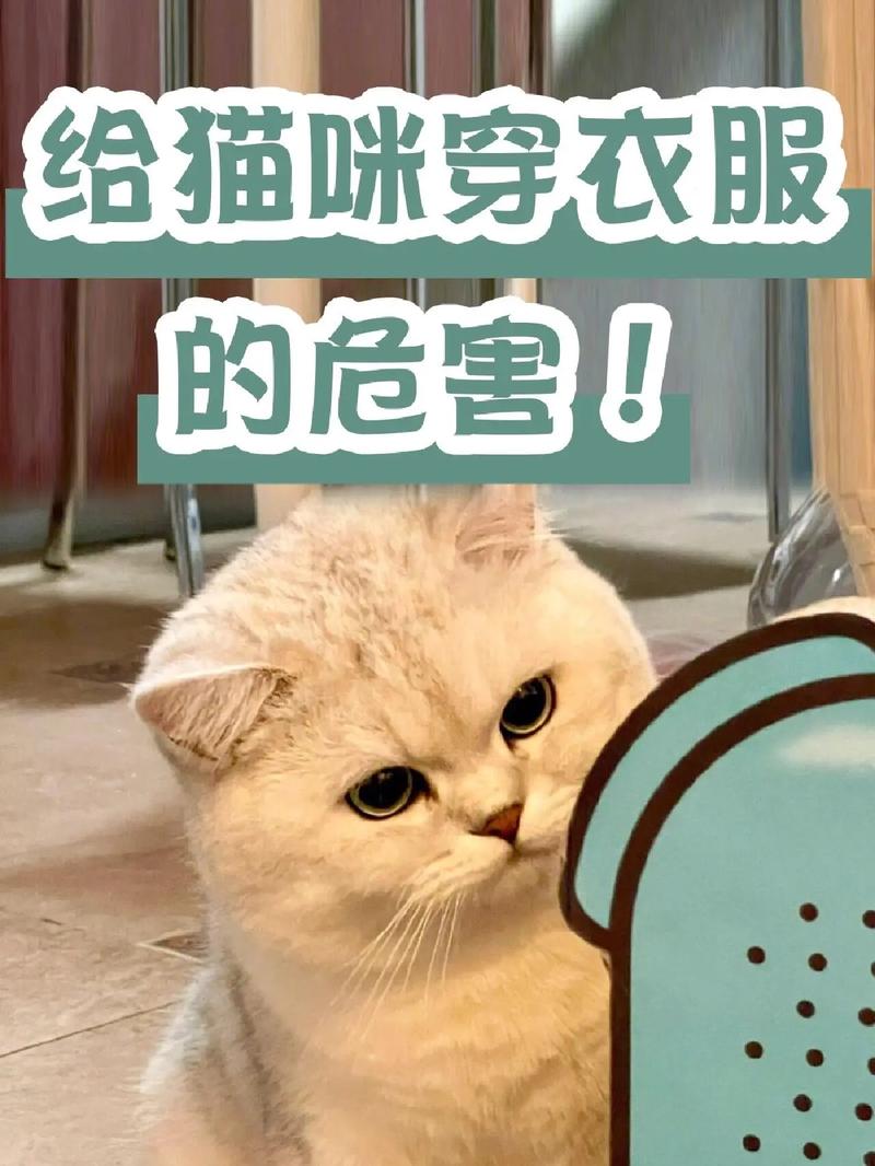 猫咪用穿衣服吗，猫咪用穿衣服吗冬天？-第2张图片-后鲨宠物