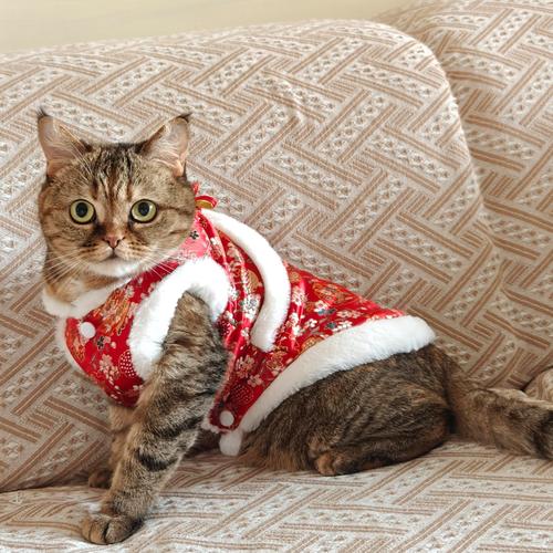 猫咪用穿衣服吗，猫咪用穿衣服吗冬天？-第4张图片-后鲨宠物