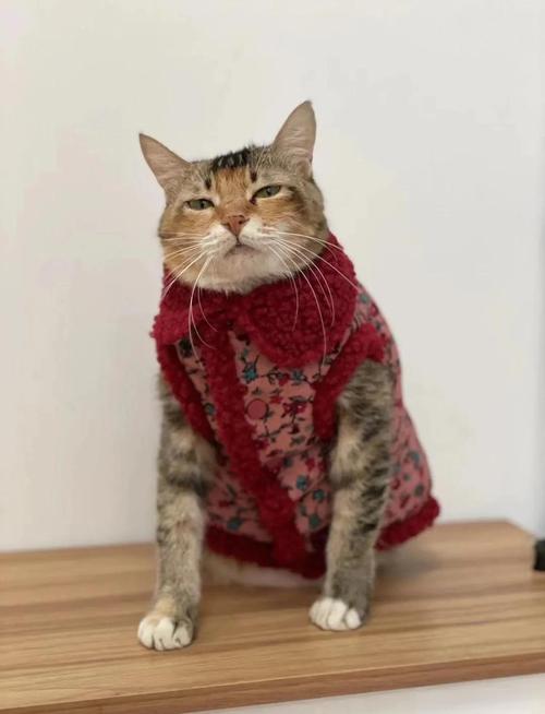 猫咪用穿衣服吗，猫咪用穿衣服吗冬天？-第5张图片-后鲨宠物