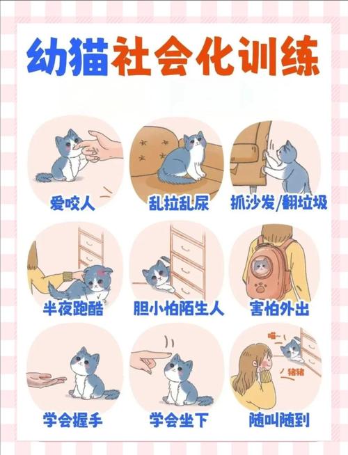 如何训练猫咪听话,训猫十句口诀-第2张图片-后鲨宠物 如何训练猫咪听话,训猫十句口诀-第2张图片-后鲨宠物