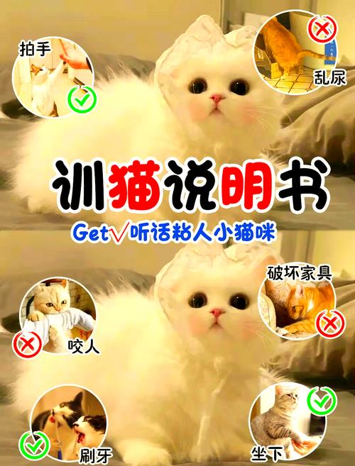 如何训练猫咪听话,训猫十句口诀-第3张图片-后鲨宠物 如何训练猫咪听话,训猫十句口诀-第3张图片-后鲨宠物