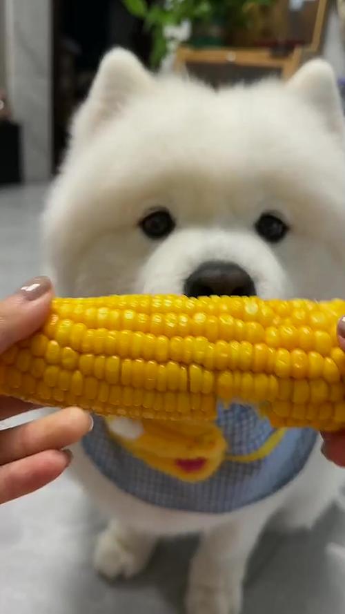 狗狗吃玉米好吗_狗狗吃玉米好吗?-第2张图片-后鲨宠物 狗狗吃玉米好吗_狗狗吃玉米好吗?-第2张图片-后鲨宠物