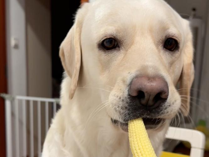 狗狗吃玉米好吗_狗狗吃玉米好吗?-第3张图片-后鲨宠物 狗狗吃玉米好吗_狗狗吃玉米好吗?-第3张图片-后鲨宠物