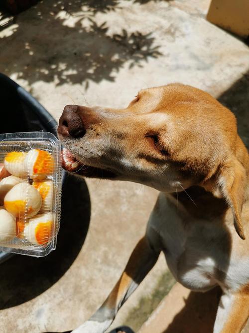 狗狗可以吃海带吗，狗能吃海带吗怎么吃好？-第4张图片-后鲨宠物