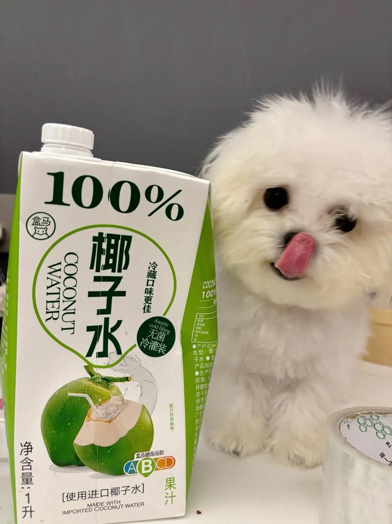 狗狗可以喝椰子水吗,狗狗可不可以喝椰子-第1张图片-后鲨宠物 狗狗可以喝椰子水吗,狗狗可不可以喝椰子-第1张图片-后鲨宠物