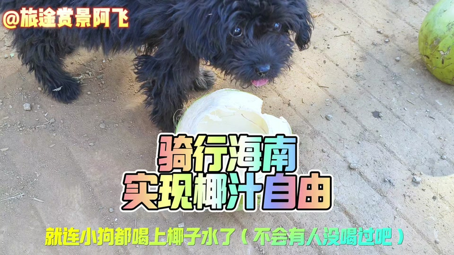 狗狗可以喝椰子水吗,狗狗可不可以喝椰子-第3张图片-后鲨宠物 狗狗可以喝椰子水吗,狗狗可不可以喝椰子-第3张图片-后鲨宠物