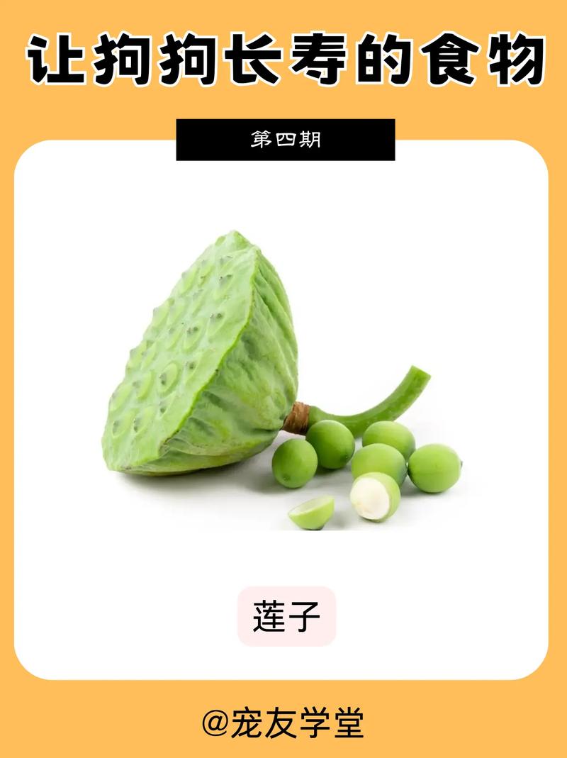 狗狗可以吃莲子吗_狗狗可以吃莲子嘛-第1张图片-后鲨宠物 狗狗可以吃莲子吗_狗狗可以吃莲子嘛-第1张图片-后鲨宠物