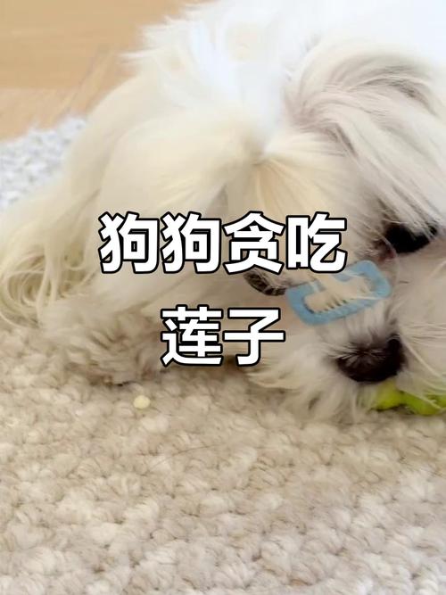 狗狗可以吃莲子吗_狗狗可以吃莲子嘛-第3张图片-后鲨宠物 狗狗可以吃莲子吗_狗狗可以吃莲子嘛-第3张图片-后鲨宠物